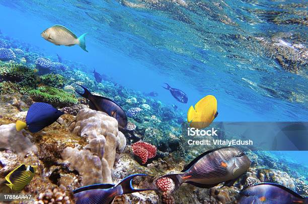 Foto de Corais E Peixes No Mar Vermelho Egito África e mais fotos de stock de Abaixo - Abaixo, Animal selvagem, Atol