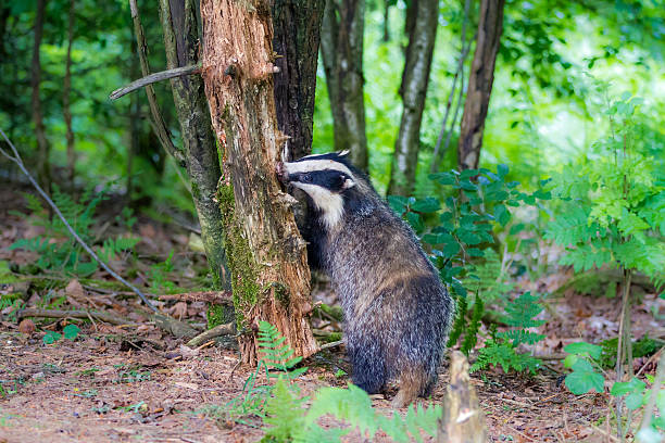istock European badger,dassen 178864451