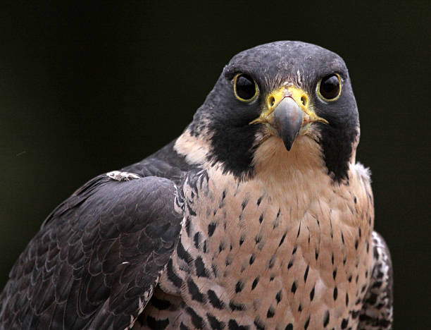 Staring Peregrine Falcon A close-up of the face of a Peregrine Falcon (Falco peregrinus) staring at the camera.  These birds are the fastest animals in the world. hawk bird photos stock pictures, royalty-free photos & images