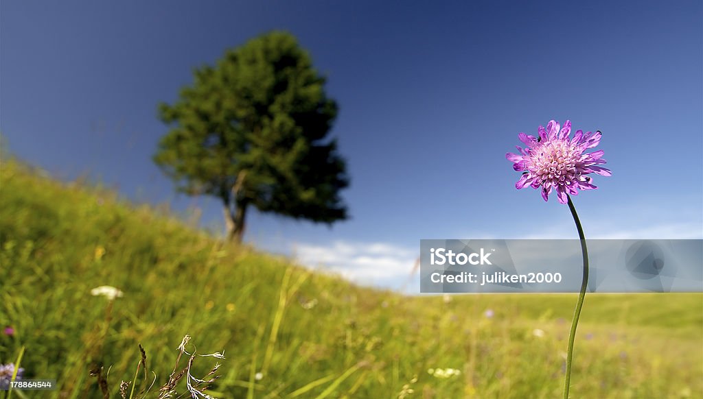 Einzelne Lila Blume mit Baum - Lizenzfrei Baum Stock-Foto