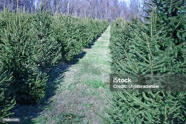 Photo libre de droit de Sapin De Noël De La Ferme banque d'images et plus d'images libres de droit de Sapin de Noël - Sapin de Noël, Culture agricole, Agriculture