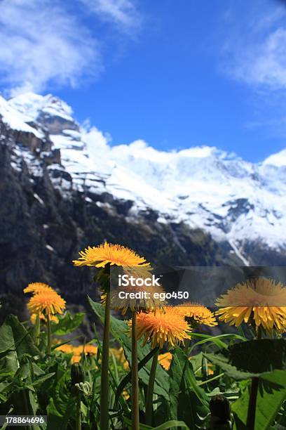 In Svizzera - Fotografie stock e altre immagini di Alpi - Alpi, Ambientazione esterna, Aster