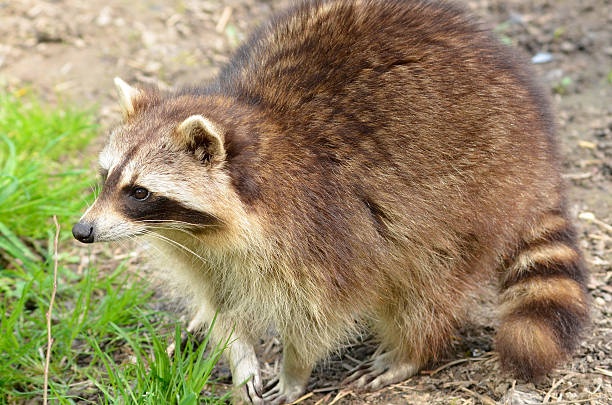 istock Closeup of Raccoon 178864727