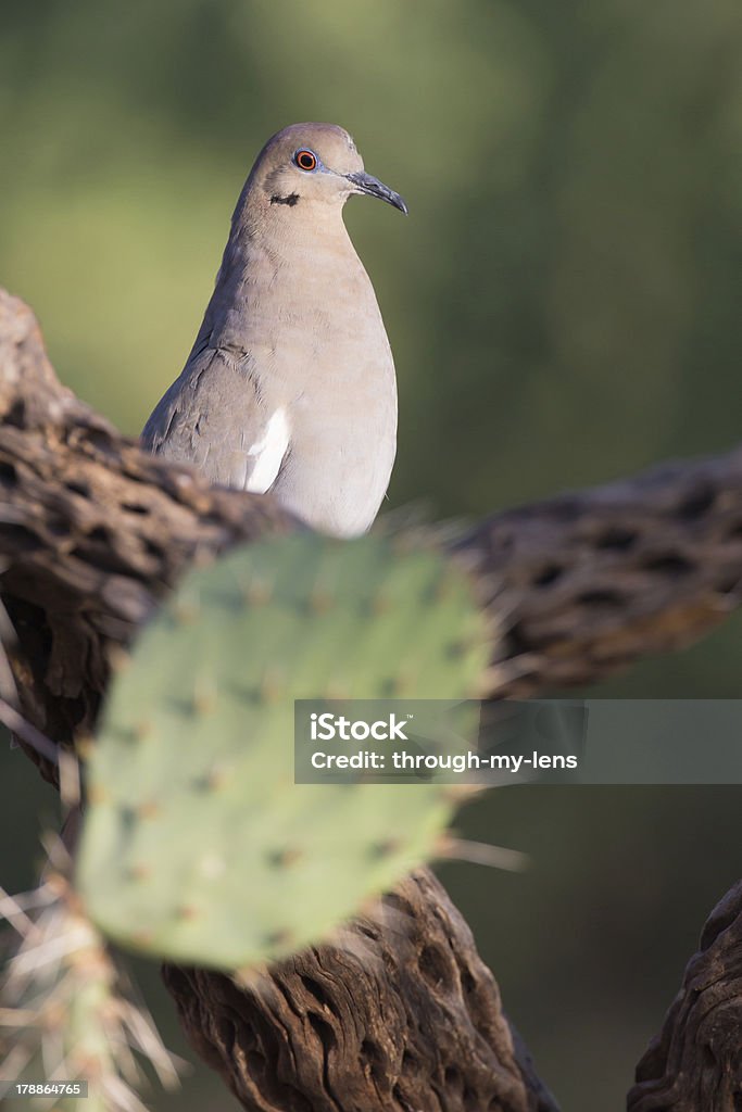 Tórtola de alas blancas - Foto de stock de Cactus libre de derechos