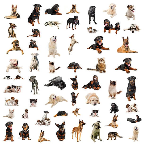 istock dogs, puppies and cats 178864919