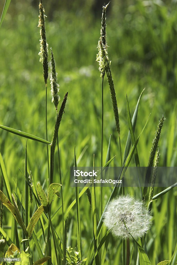 diente de león - Foto de stock de Blanco - Color libre de derechos