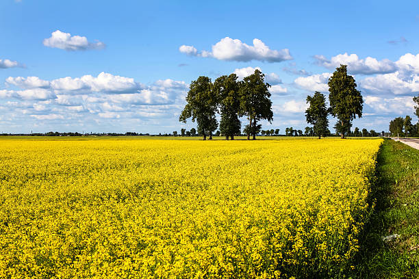 Meadow of yellow rapeseed and sky with clouds stock photo