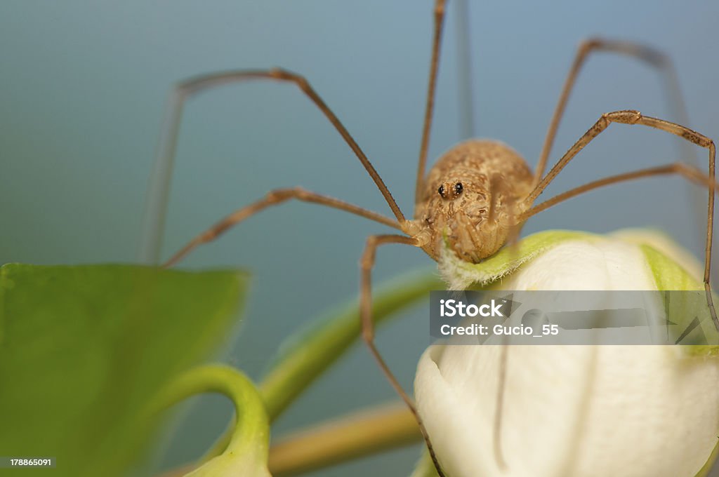 Opiliones - Zbiór zdjęć royalty-free (Arachnofobia)