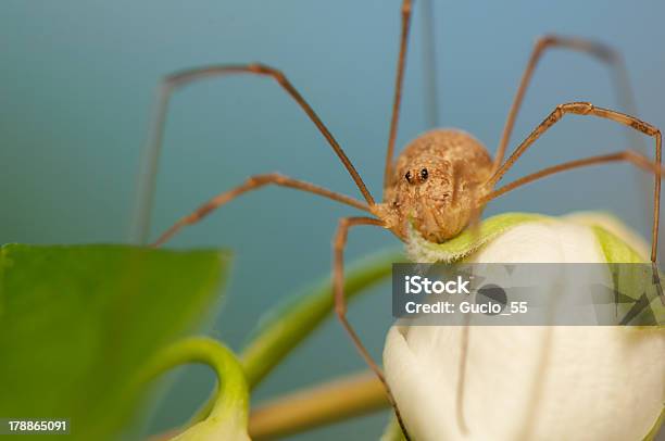 Opiliones - zdjęcia stockowe i więcej obrazów Arachnofobia - Arachnofobia, Bezkręgowce, Brązowy