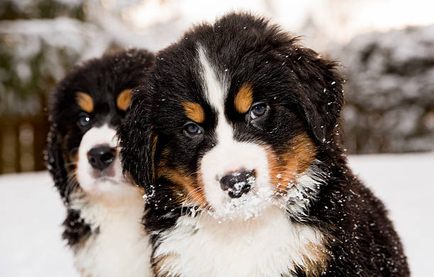 boyero de berna puppest mirando a la cámara - dog snow bernese mountain dog paw fotografías e imágenes de stock