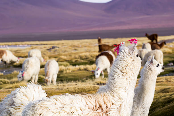 istock Lama on the Laguna Colorada, Bolivia 178865556