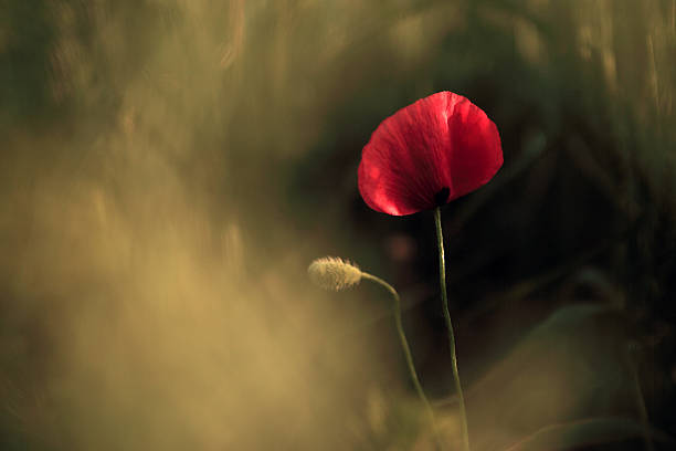 istock Poppy flower in sunset 178865679
