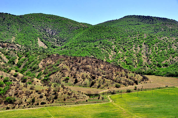 hills panoramic view of the hills green valley denmark stock pictures, royalty-free photos & images