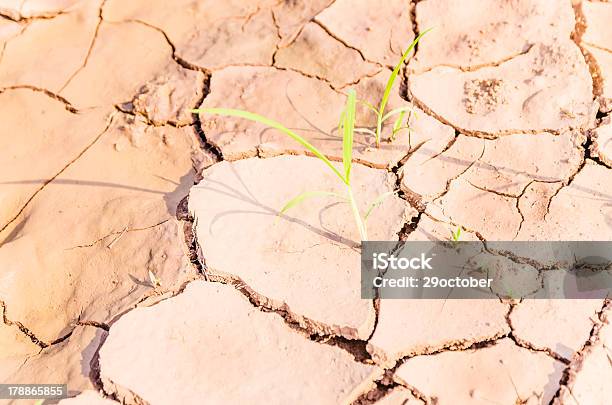 Terra Seca Campo - Fotografias de stock e mais imagens de Agricultura - Agricultura, Ao Ar Livre, Arrozal