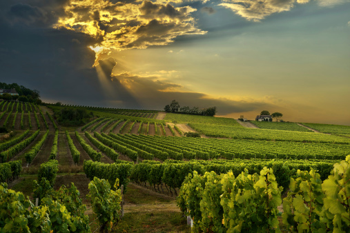 sunset over the vineyards of the South of France