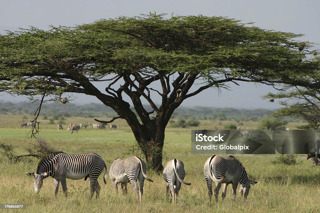 Grévy's Imperial Zebra (Equus grevyi) und'Acacia" - Lizenzfrei Afrika Stock-Foto