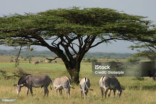 Grévys Imperial Zebra Undacacia Stockfoto und mehr Bilder von Afrika - Afrika, Akazie, Baum