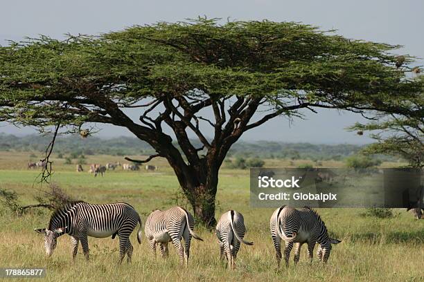 Grévys Imperial Zebra I Acacia - zdjęcia stockowe i więcej obrazów Afryka - Afryka, Afryka Wschodnia, Akacja