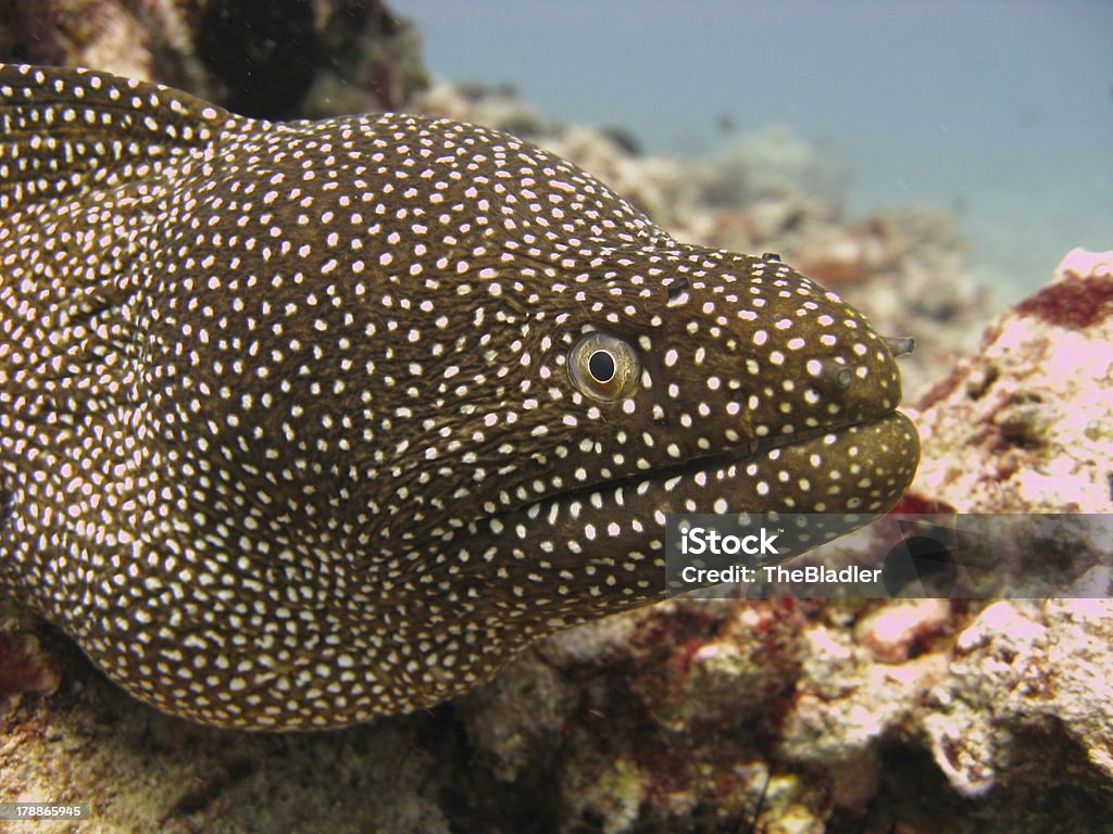 Komoly arc - Jogdíjmentes Búvárkodás témájú stock fotó Komoly arc - Jogdíjmentes Búvárkodás témájú stock fotó