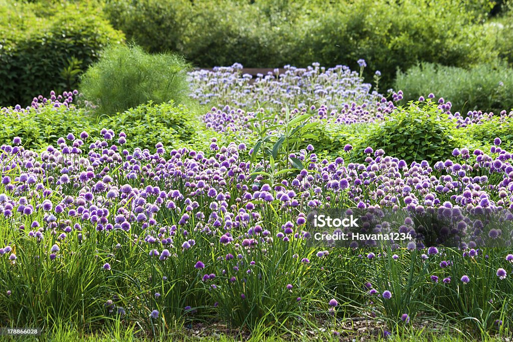Blühender Schnittlauch in das Feld - Lizenzfrei Baumblüte Stock-Foto