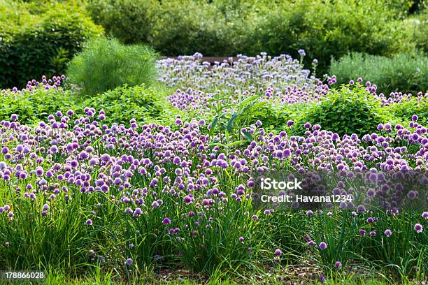 Blühender Schnittlauch In Das Feld Stockfoto und mehr Bilder von Baumblüte - Baumblüte, Blume, Blumenbeet