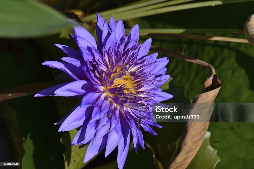 Lotus Lotus in natural pond. Beauty In Nature Stock Photo