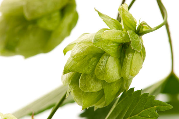 istock Hop cone and leaves 178866136
