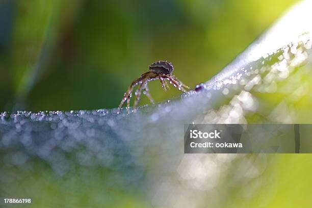 Foto de Aranha e mais fotos de stock de Animal - Animal, Aracnídeo, Aranha - Aracnídeo