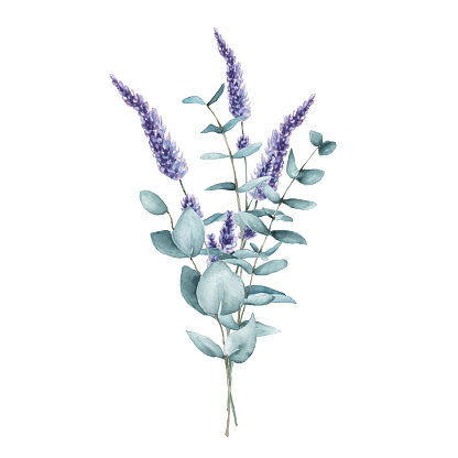 Watercolor bouquet of lavender flowers and eucalyptus branches, isolated on white