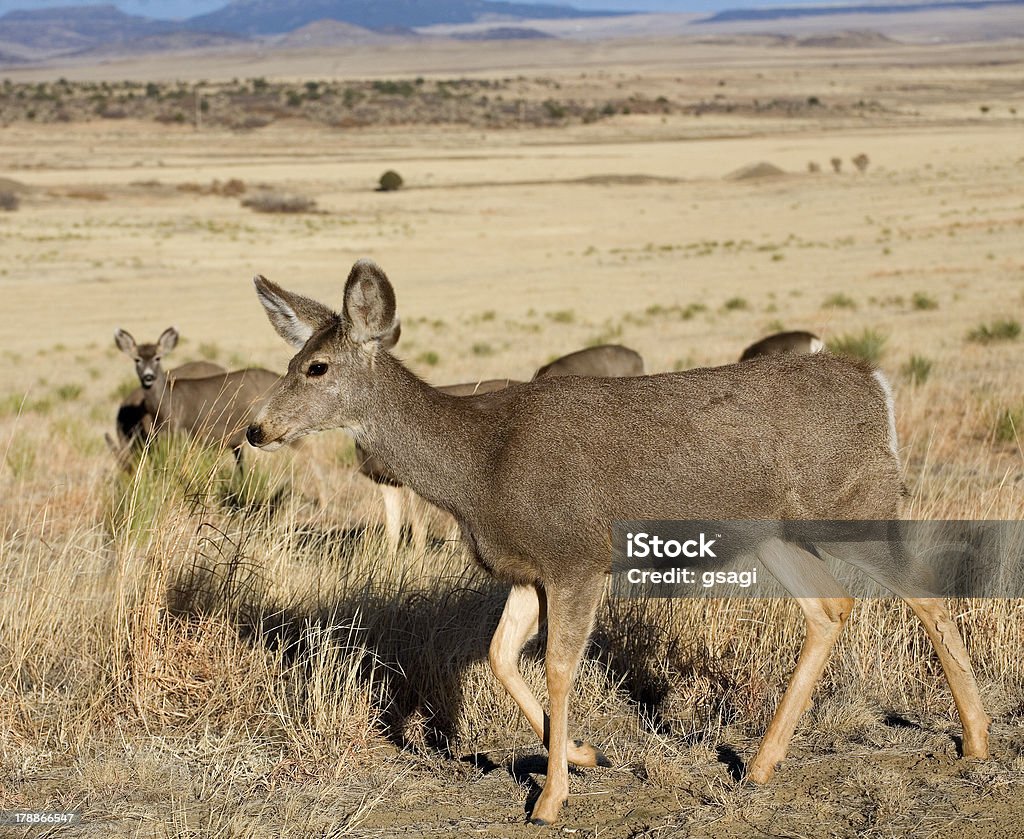 Deer herd - Foto de stock de Amarillo - Color libre de derechos