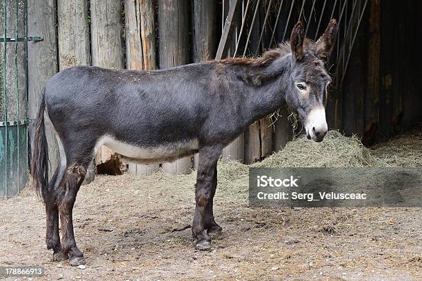 Somaro - Fotografie stock e altre immagini di Ambientazione esterna - Ambientazione esterna, Animale, Animale da compagnia