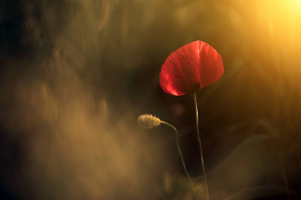 istock Poppy flower in sunset 178866934