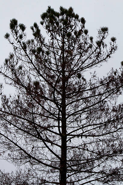 dark silhueta de uma árvore de pinho - pine - fotografias e filmes do acervo