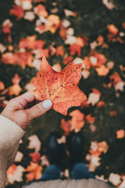 istock A girl holding fall leaf with her fingers no face 1788671707