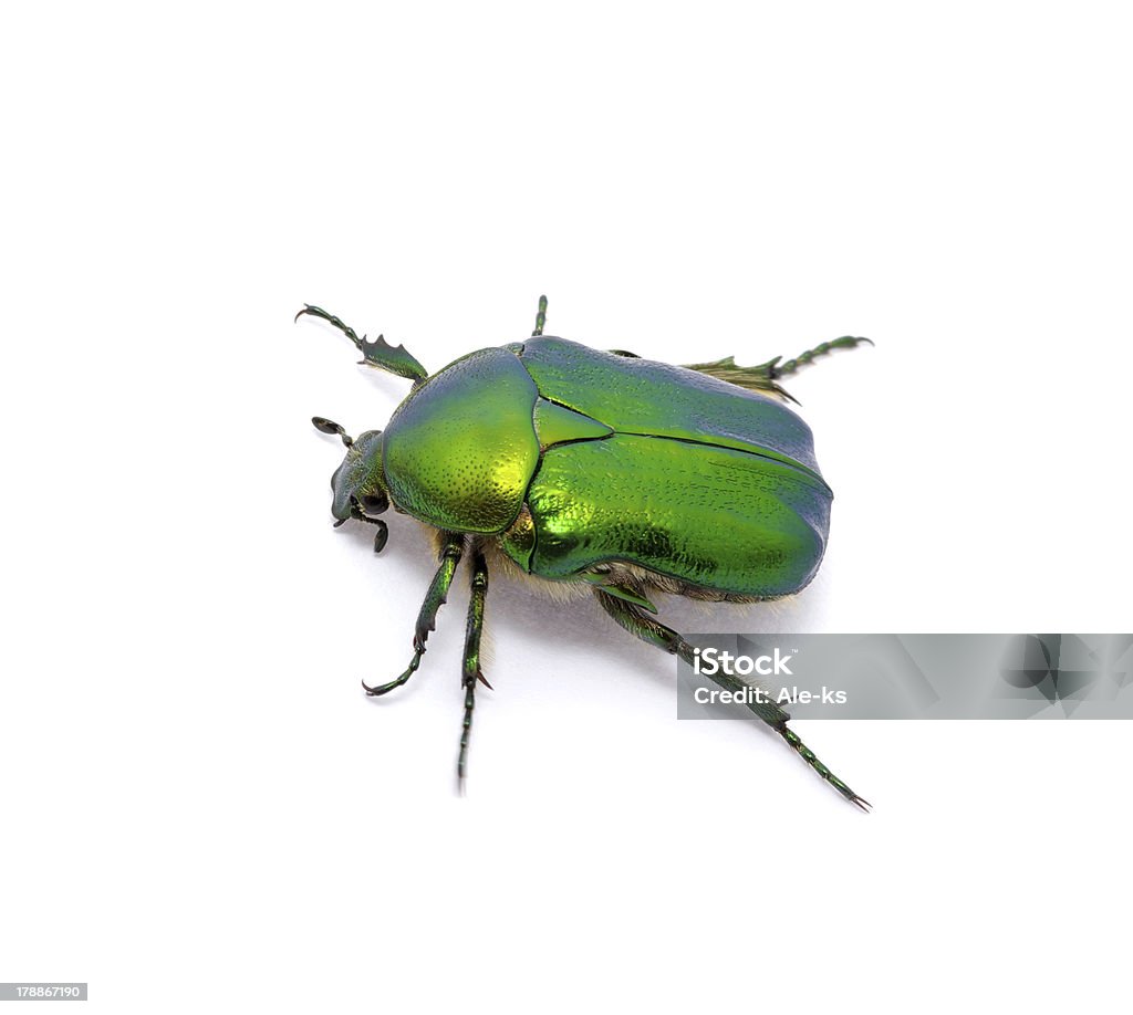 Green beetle Green beetle isolated on white background Animal Stock Photo