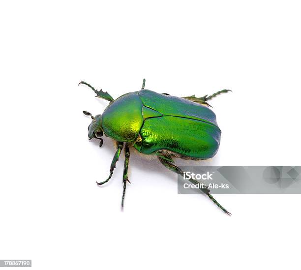 Green Beetle Stock Photo - Download Image Now - Animal, Animal Body Part, Animal Leg
