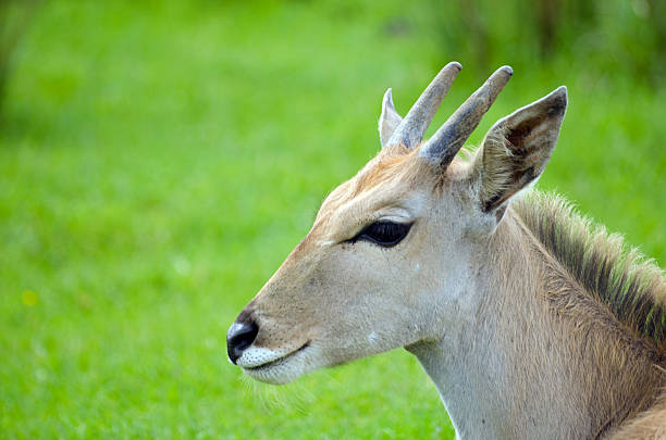 jeune éland antilope - eland photos et images de collection