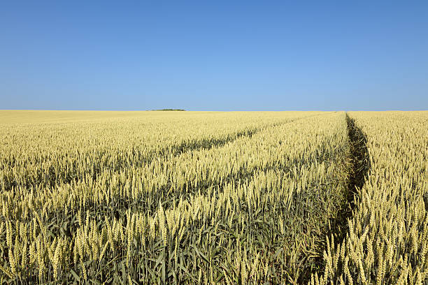 istock Wheel track through a field of wheat 178867295