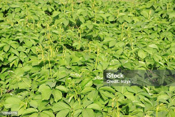 Foto de Japonês Folhas De Videira e mais fotos de stock de Agricultura - Agricultura, Beleza, Botão - Estágio de flora