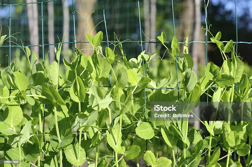 エンドウ成長の庭園 - エンドウ豆のロイヤリティフリーストックフォト