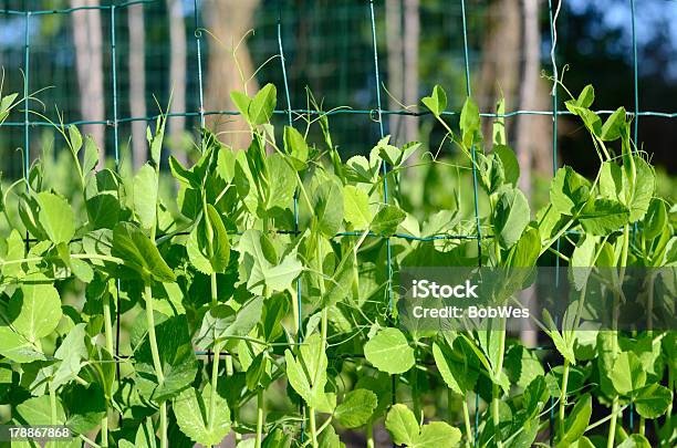 エンドウ成長の庭園 - エンドウ豆のストックフォトや画像を多数ご用意 - エンドウ豆, 人物なし, 写真