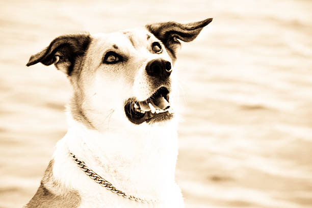 Two jack russell terriers, one with a blind eye, standing and looking at camera against white background
