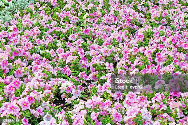 Photo libre de droit de Magnifique Petunias Colorées Sur Le Champ De Fleurs banque d'images et plus d'images libres de droit de Arbre en fleurs