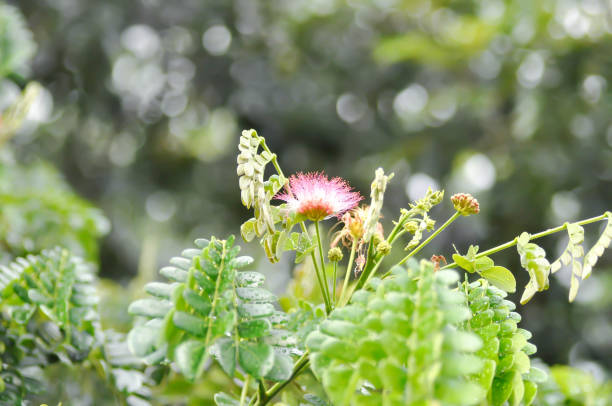 tree and sky background or Rain tree or Samanea saman, LEGUMINOSAE MIMOSOIDEAE and rain drop or rain droplet