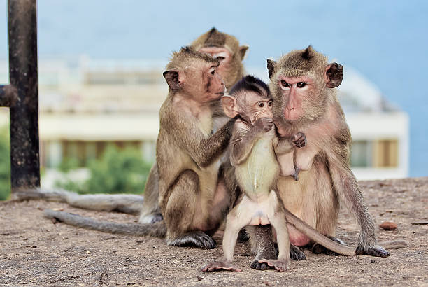 istock Baby monkey and Family 178868595