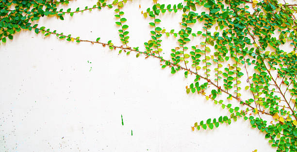istock Green plants and walls 178868885