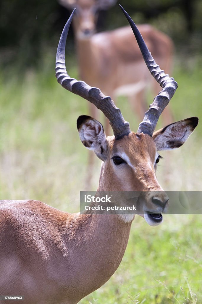 Antilope Impala - Photo de Afrique libre de droits