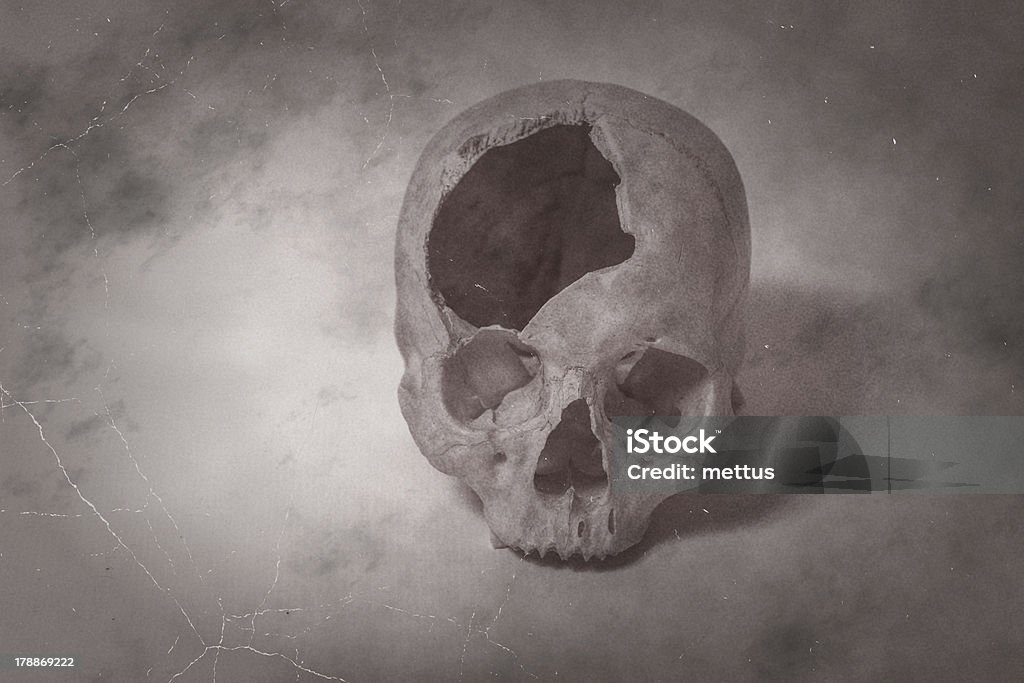 Vista lateral de crânio velho foto - Foto de stock de Amuado royalty-free