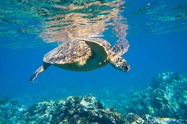 istock Hawaiian Green Sea Turtle Under Water 178869348