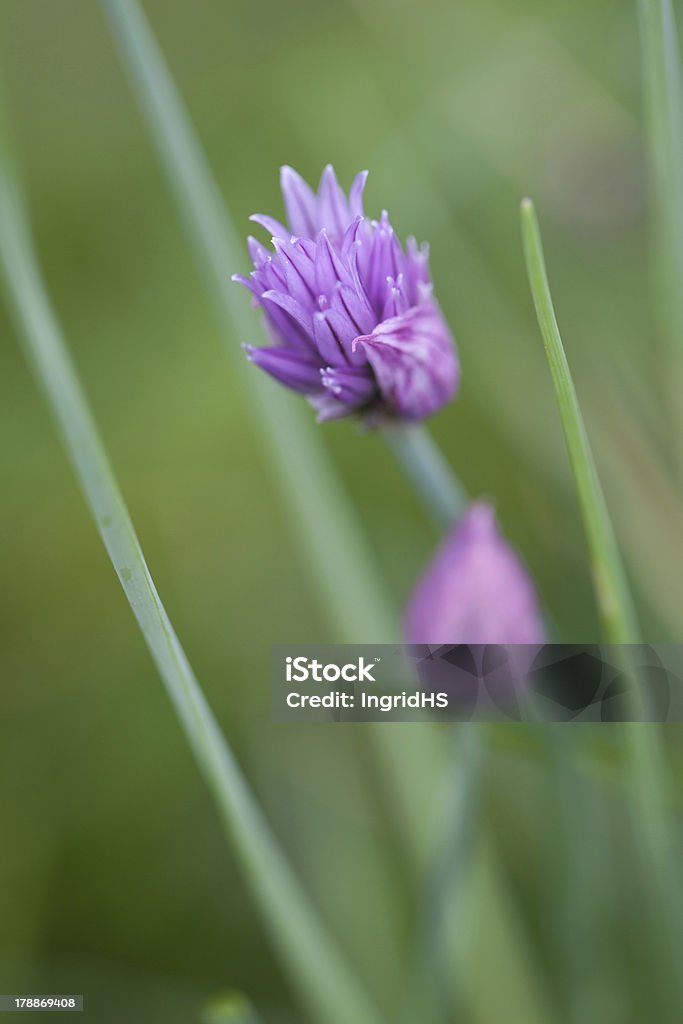 Fiore di erba cipollina - Foto stock royalty-free di Bellezza naturale